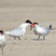 Caspian Tern